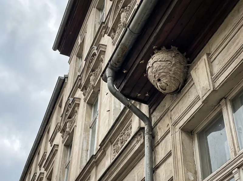 Großes graues Wespennest unter der hölzernen Dachtraufe eines Berliner Altbaus neben der Regenrinne, von der Straße aus gesehen, mit einigen Wespen